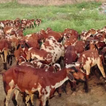 Vembur Sheep