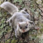 Woolly Flying Squirrel