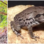 Euphaea wayanadensis