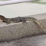 New Gecko Species Coonoor Hills