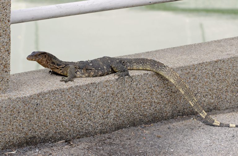 New Gecko Species Coonoor Hills