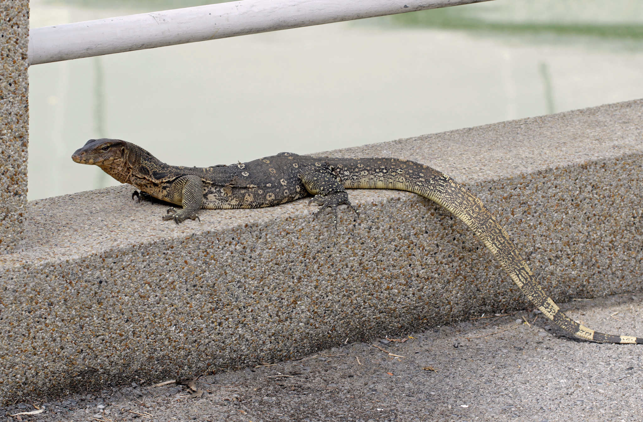 New Gecko Species Coonoor Hills