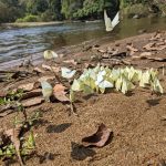 Aralam Butterfly Sanctuary
