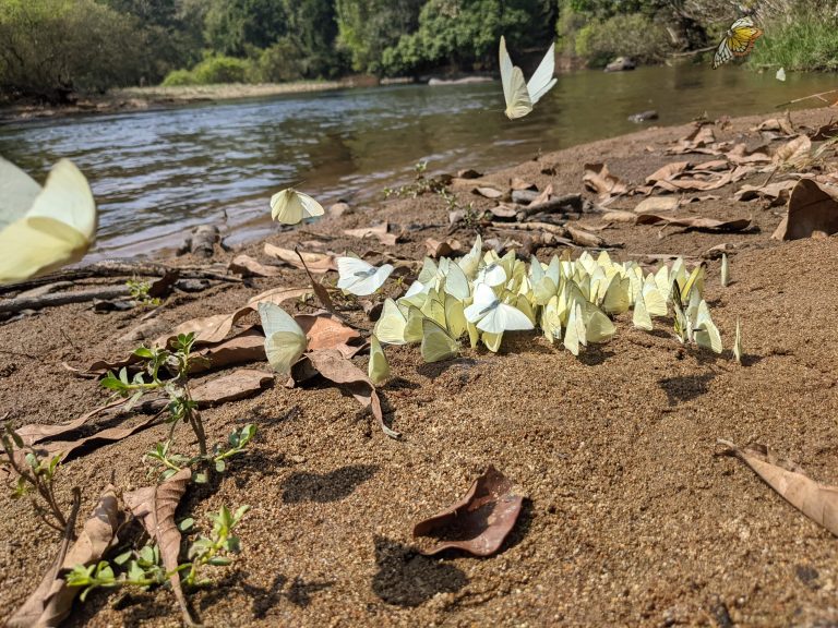 Aralam Butterfly Sanctuary