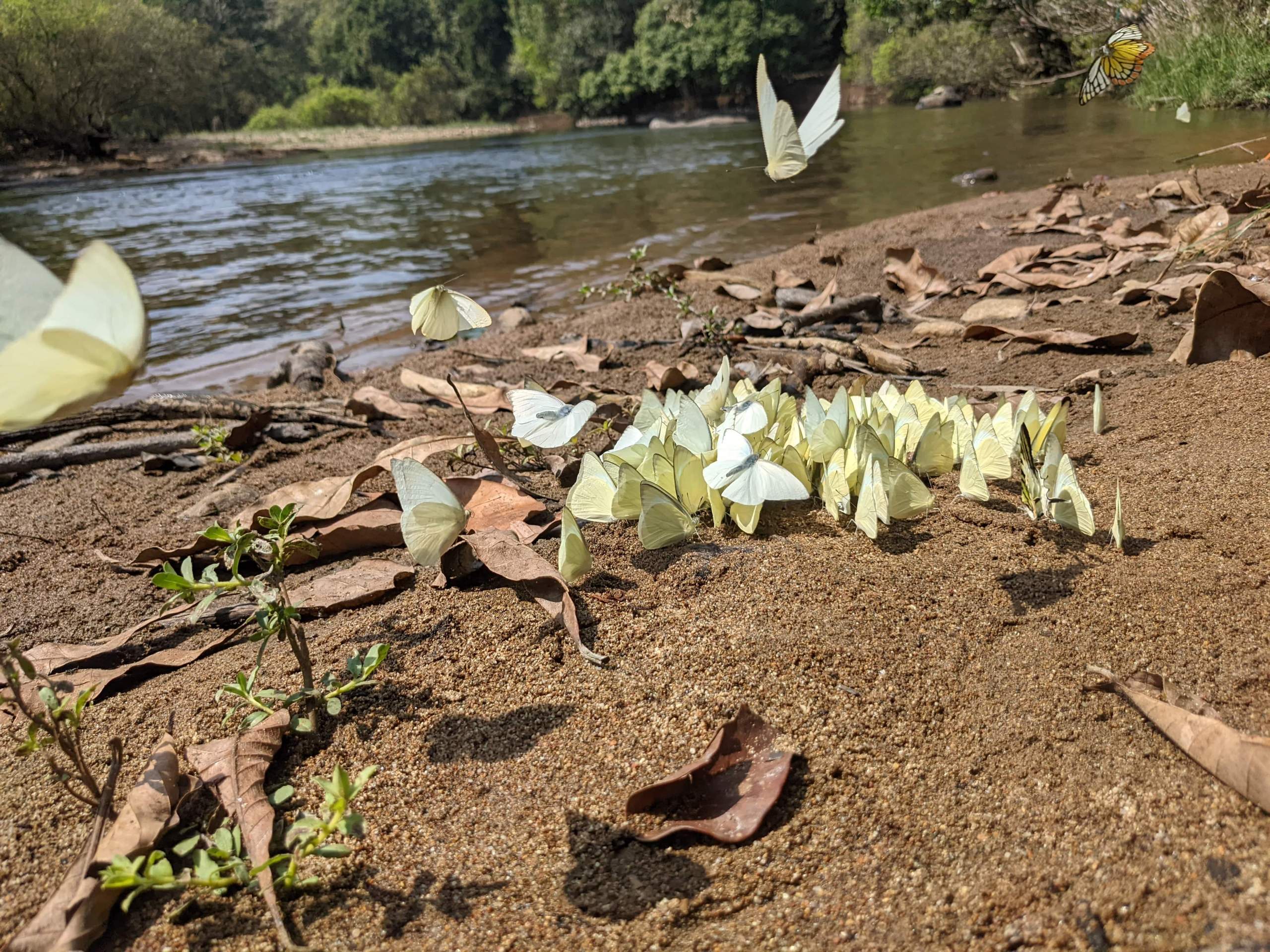 Aralam Butterfly Sanctuary