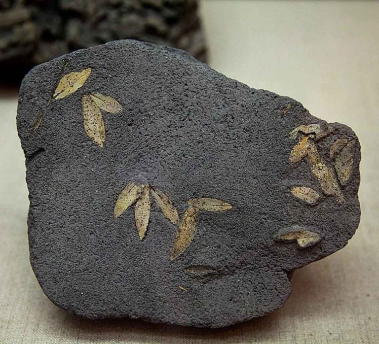 Fossil Discovery in assam