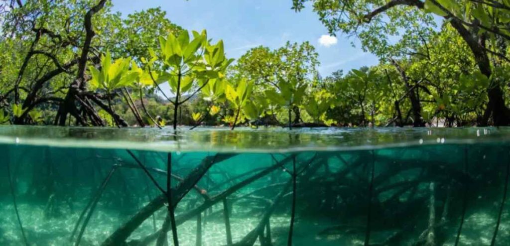 Protected Areas in Biodiversity Conservation: Are They Working? Protected Areas in Biodiversity Conservation