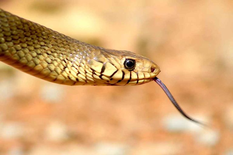 Fossil Discovery in assam