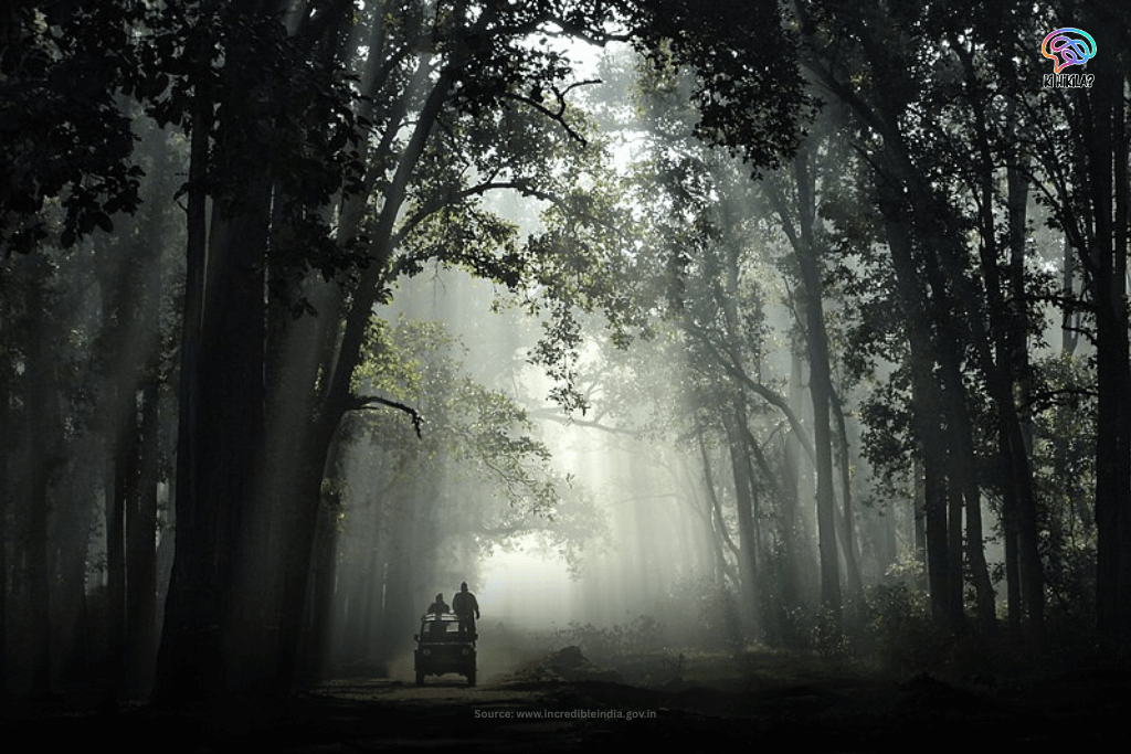 A safari jeep navigates a dirt road through a dense, misty forest in Jim Corbett National Park as sunbeams filter through the trees.