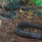 King Cobra Reintroduction