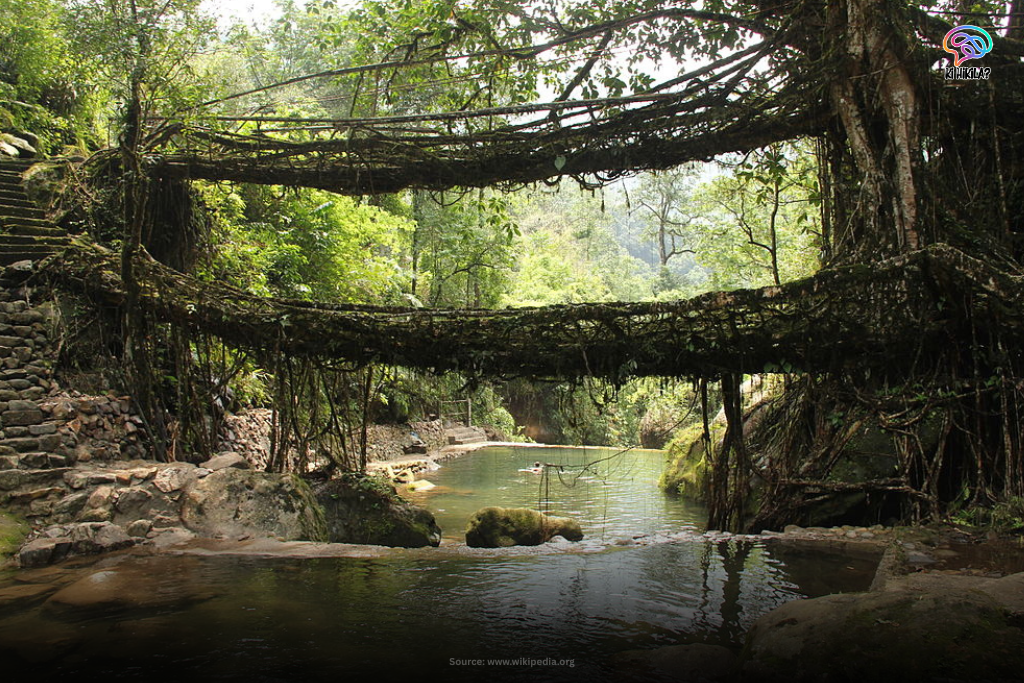 Fascinating Meghalaya: Matrilineal Traditions, Rainy Wonders & Must-Visit Tourist Hotspots Foodgrain Production Target Double-decker living root bridge in Nongriat village, Meghalaya, surrounded by dense green forest.