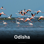 Flamingos and other migratory birds at Chilika Lake in Odisha.