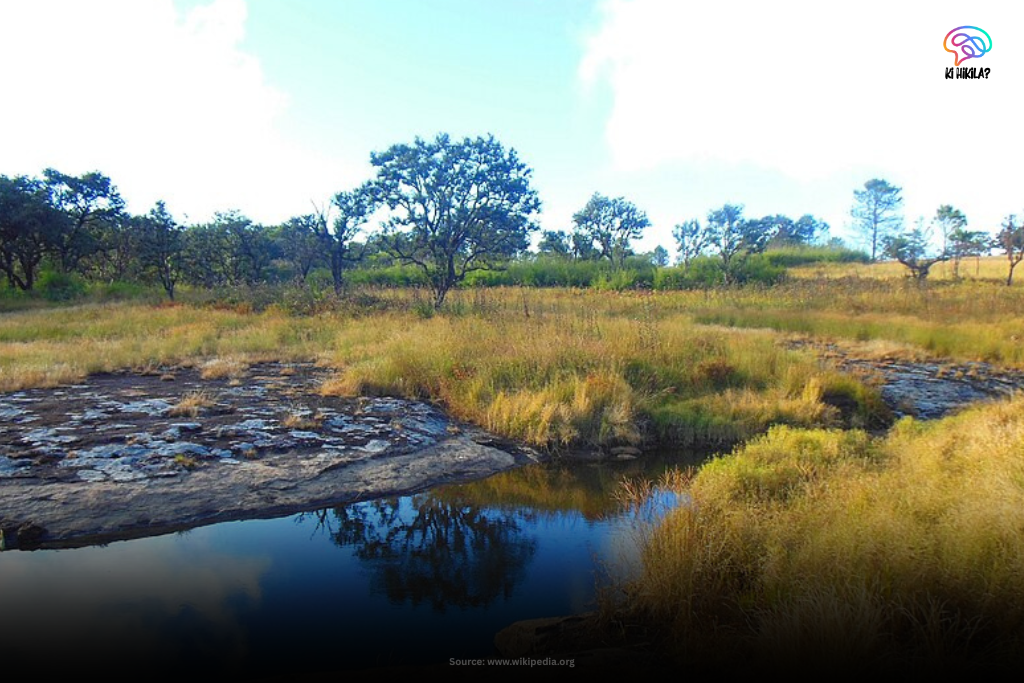 Serene grassland and forest landscape inside Phawngpui National Park, Mizoram.