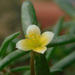 Portulaca bharat