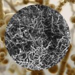 Snowflake Yeast