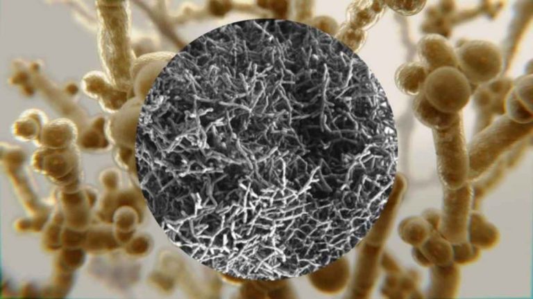 Snowflake Yeast