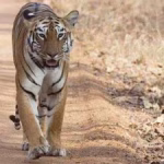 Tiger Conservation Outside Reserves