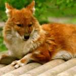 Dhole Comeback in Kaziranga-Karbi Anglong