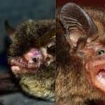 Himalayan long-tailed Myotis