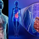 How Food Turns into Body