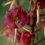 Crepidium assamicum