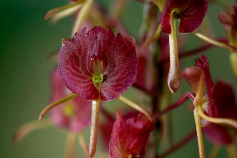 Crepidium assamicum