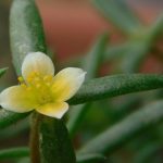 Portulaca bharat discovery by BSI