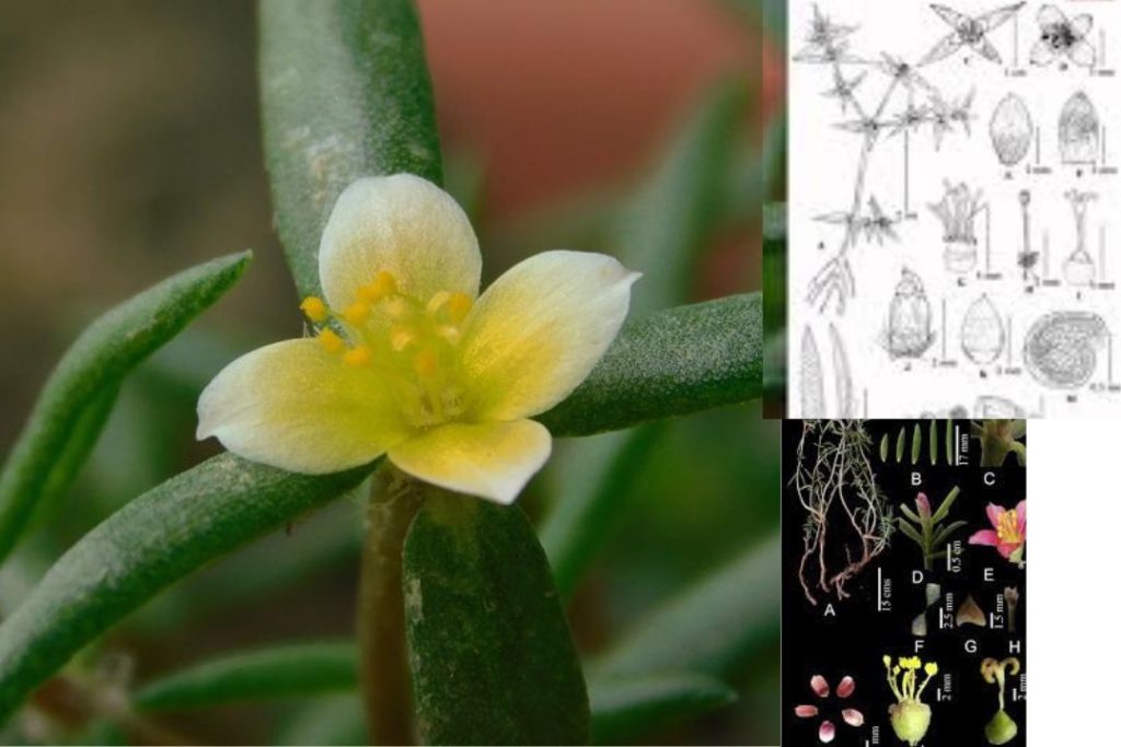 Portulaca bharat