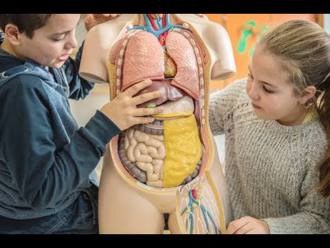 How Food Turns into Body: A Detailed Guide for Students and Adults How Food Turns into Body