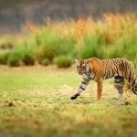 Sariska Tiger Reserve