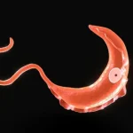 Sleeping Sickness: Causes, Symptoms, and Prevention
