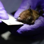 Nipah Virus