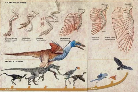 Evolution of birds