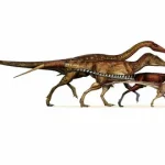 Evolution of Birds