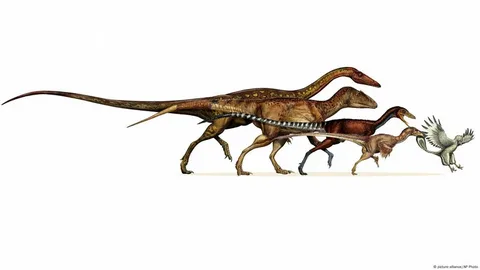 Evolution of Birds