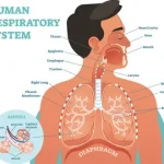 Respiratory System