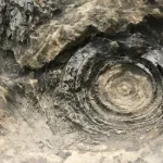India’s Prehistoric Marvel: Salkhan Fossil Park