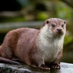 "Eurasian Otter: Habitat, Diet & Facts