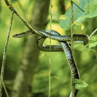 Indian Rat Snake