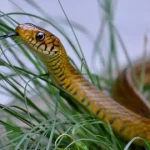 Amazing Indian Rat Snake: Facts, Habitat, Myths & Importance