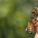 Bee Stings You