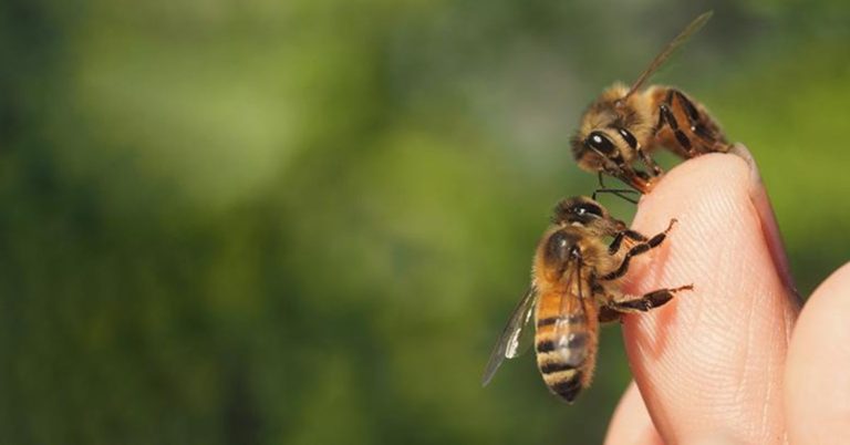 Bee Stings You