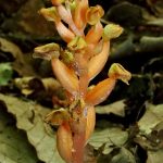 Chamaegastrodia reiekensis Orchid