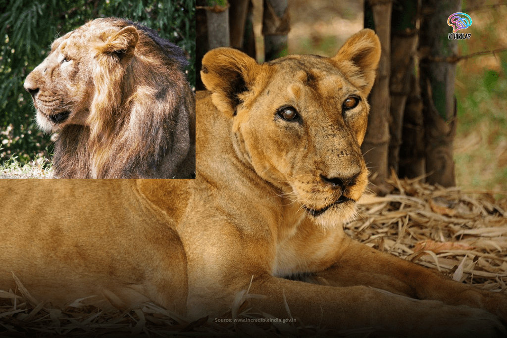 Dadra and Nagar Haveli and Daman and Diu: A Coastal Union Territory of Culture, History & Hidden Wonders Asiatic lions at the Vasona Lion Safari Park, a wildlife attraction in Dadra and Nagar Haveli and Daman and Diu.