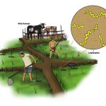 Global Spotlight on Skin Diseases