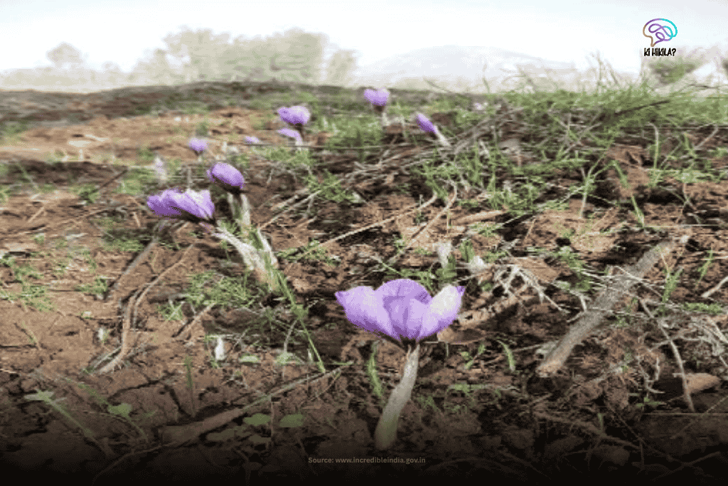The Fascinating Story of Jammu and Kashmir: History Before 1947, Unique Climate, Tourism, Economy & Culture Close-up of vibrant purple saffron crocus flowers emerging from rich brown soil in a field in Jammu and Kashmir.