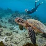 Sea Turtle Conservation