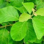 Teak Leaf Extract