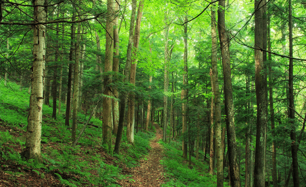 Eco-Sensitive Zone Guidelines