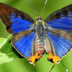 New Butterfly Species
